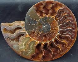 ammonite2